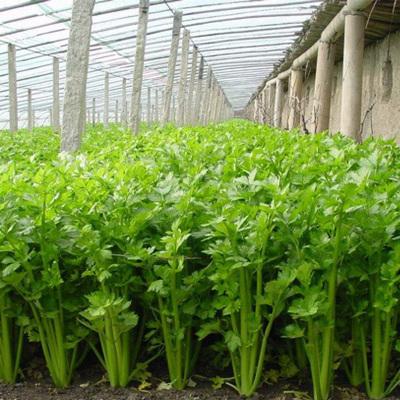 密云农家自产新鲜芹菜 水芹菜 生态蔬菜 脆嫩无筋600g一份细芹菜